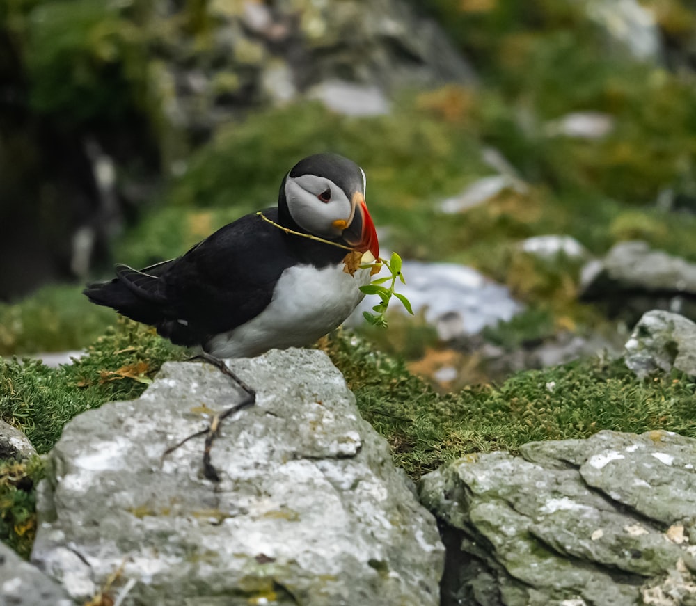 a small bird with a plant in its beak