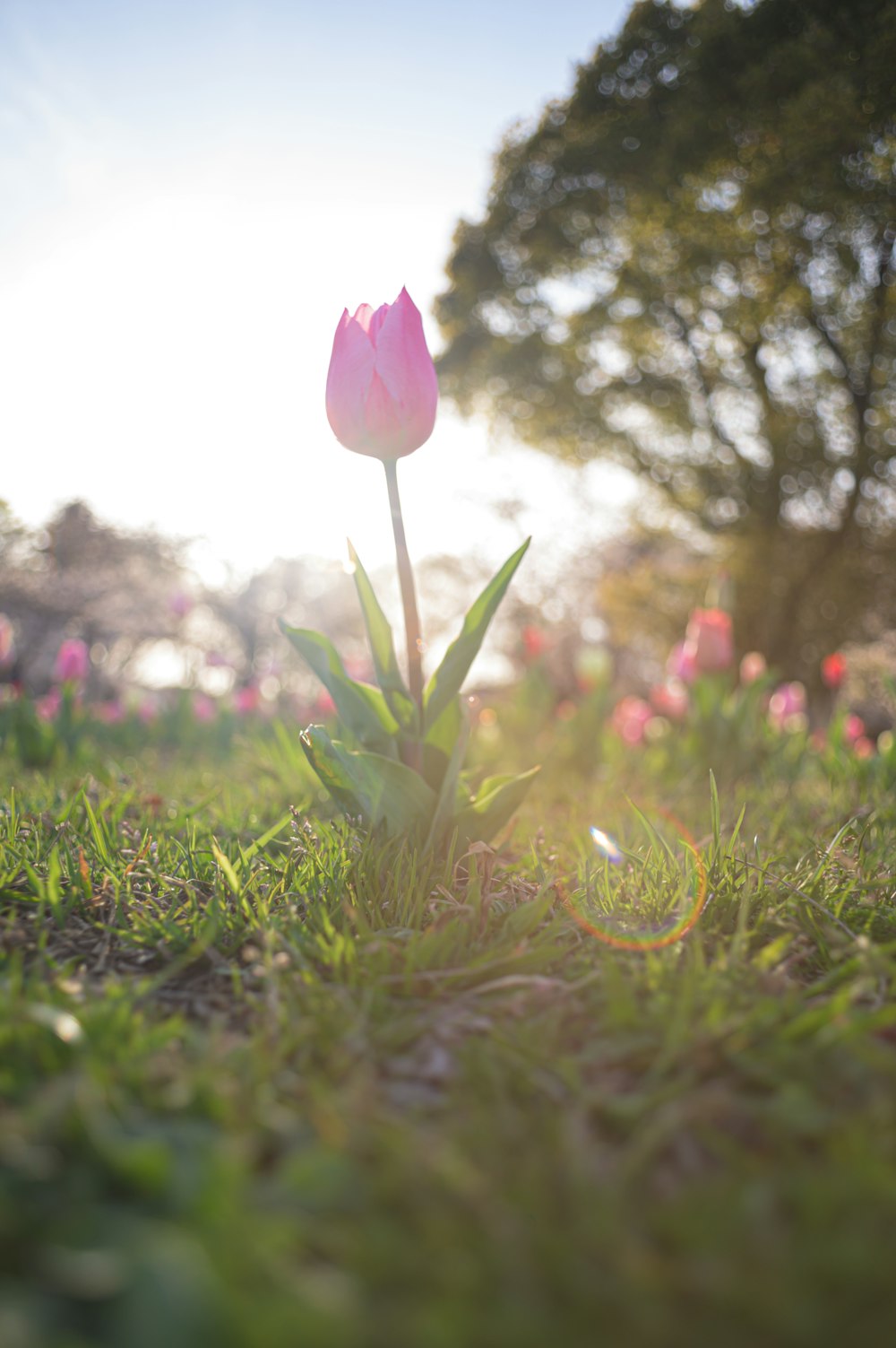 a single pink tulip sitting in the grass