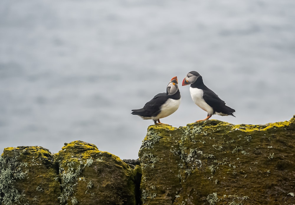 a couple of birds that are standing on some rocks