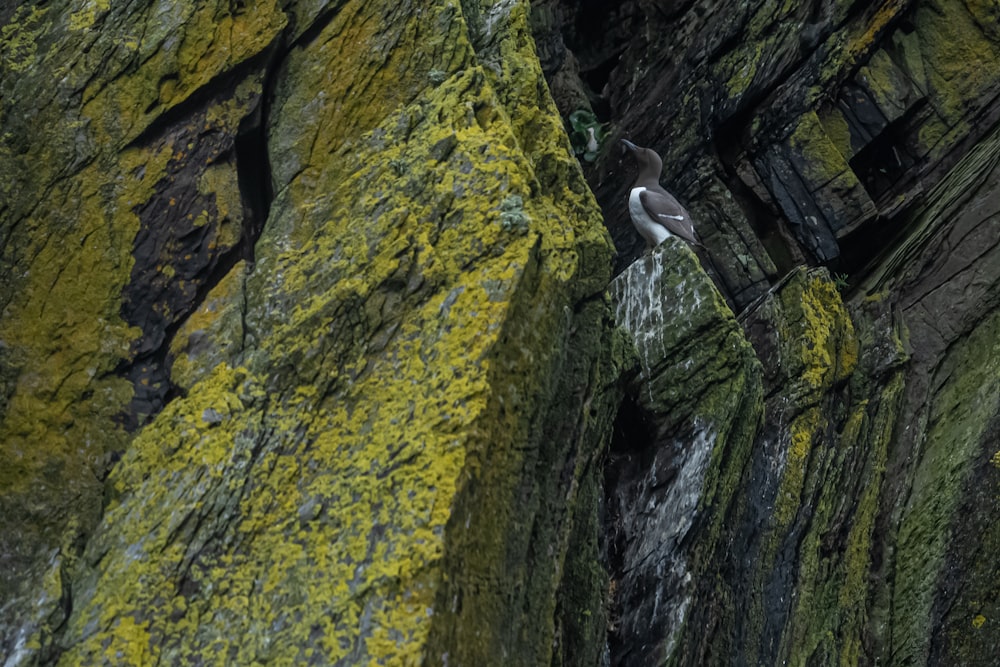 a bird is perched on a mossy rock