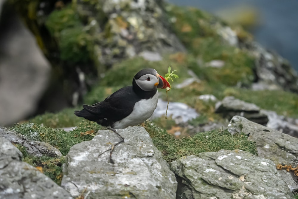 a small black and white bird with a flower in its beak