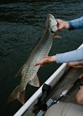 A person is holding a large, spotted fish, likely a muskellunge, with both hands over the side of a boat. The fish appears long and streamlined with distinct markings. The background shows dark, rippling water indicating a lake or river setting.