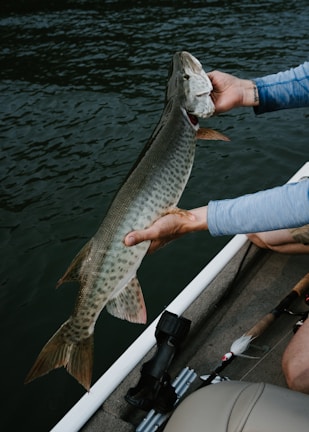 A person is holding a large, spotted fish, likely a muskellunge, with both hands over the side of a boat. The fish appears long and streamlined with distinct markings. The background shows dark, rippling water indicating a lake or river setting.