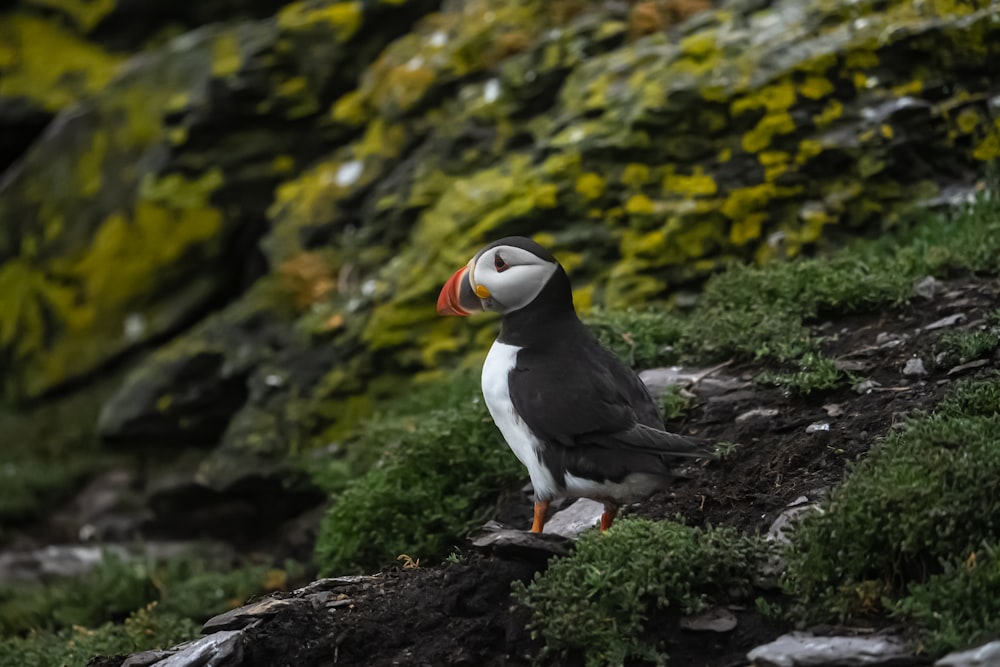 a puffy bird sitting on top of a lush green hillside