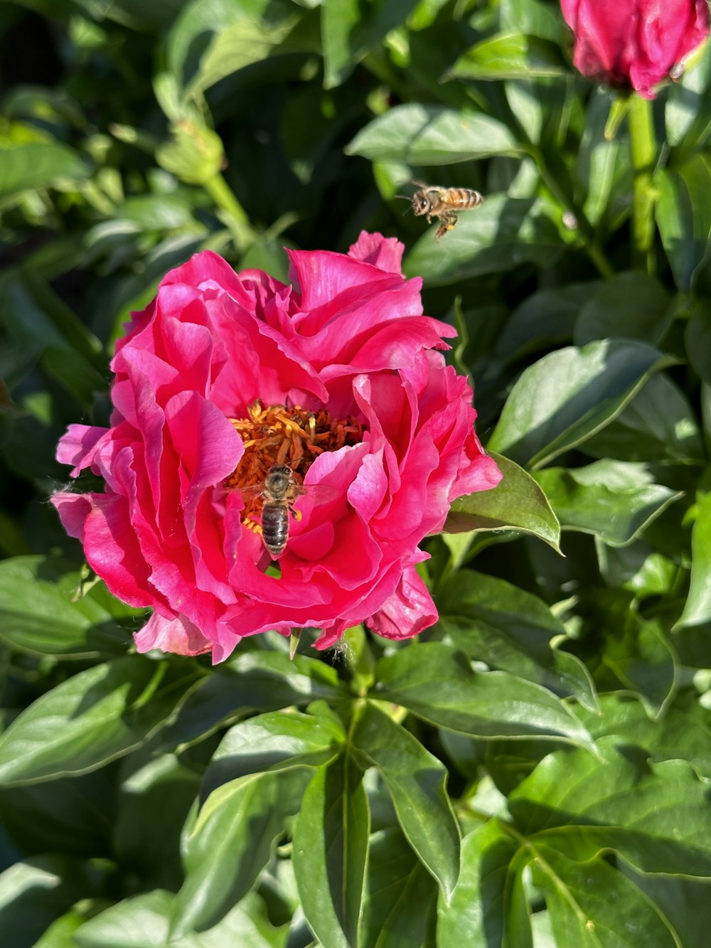 a pink flower with a bee in the middle of it