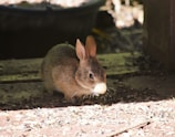 A small brown rabbit sits on a wooden surface, surrounded by scattered seeds and hulls. The lighting is soft, casting gentle shadows around the rabbit's body.