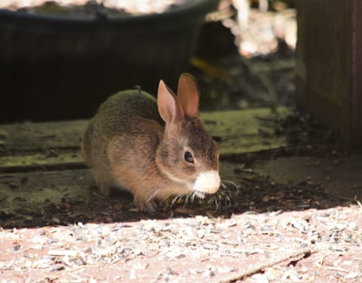 A small brown rabbit sits on a wooden surface, surrounded by scattered seeds and hulls. The lighting is soft, casting gentle shadows around the rabbit's body.