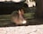 A small brown rabbit sits on a wooden surface, surrounded by scattered seeds and hulls. The lighting is soft, casting gentle shadows around the rabbit's body.