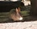 A small brown rabbit sits on a wooden surface, surrounded by scattered seeds and hulls. The lighting is soft, casting gentle shadows around the rabbit's body.