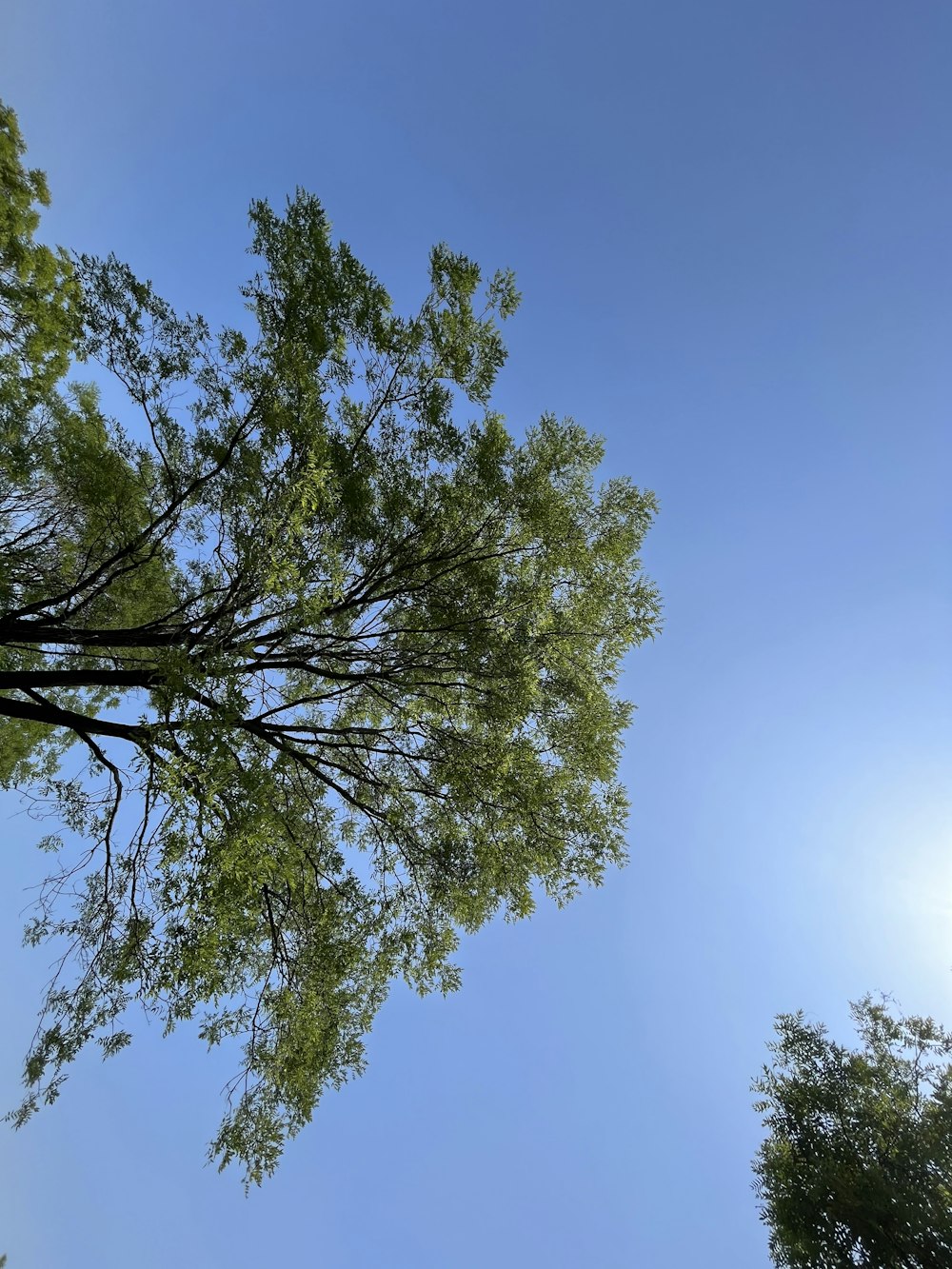 looking up at the tops of two tall trees