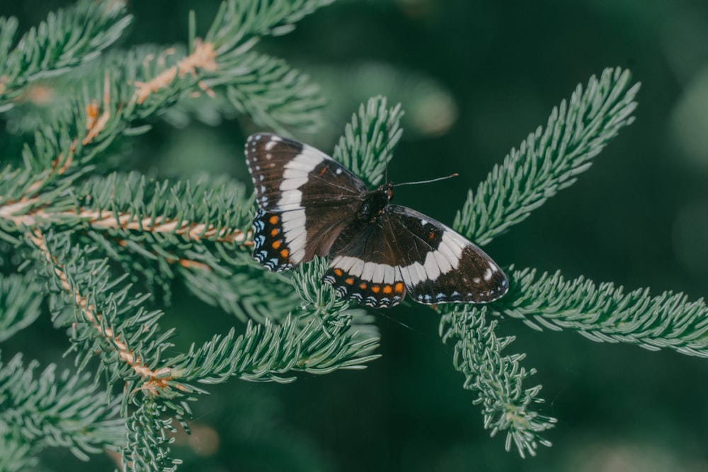 un papillon brun et blanc assis au sommet d’un arbre vert