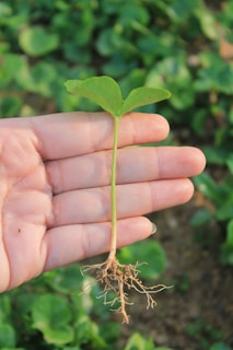 Close-up of hands holding a seedling sprouting from soil in a small pot indoors.