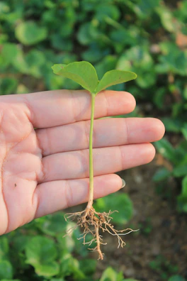 A hand gently holding a delicate spice seedling with tiny leaves.