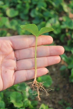Close-up of hands holding a seedling sprouting from soil in a small pot indoors.
