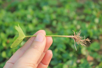 Close-up of a hand holding a small plant with a glowing globe in the background symbolizing sustainability.