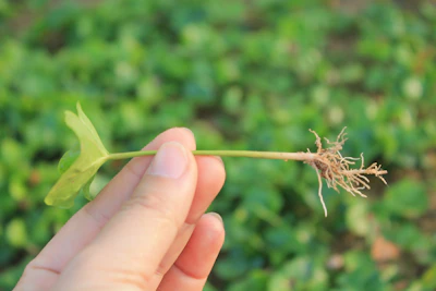 Close-up of a hand holding a small plant with a glowing globe in the background symbolizing sustainability.