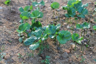 Children planting seeds in a community garden, sunlight dappling the lush green leaves.