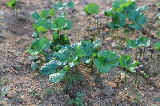 Children planting seeds in a community garden, sunlight dappling the lush green leaves.