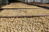 Rustic wooden drying beds filled with coffee beans under the sun.