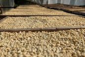 Rows of coffee beans drying evenly inside a Califrio machine with visible heat and cooling systems.