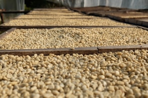 Natural light illuminating rows of koji trays drying in the open air at Kojico