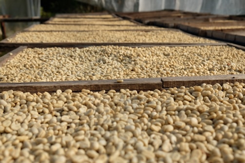 Rows of drying coffee beans spread out under the warm sun on rustic patios.