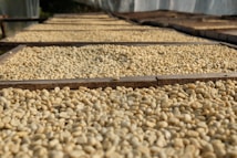 Coffee beans spread out on large wooden racks, presumably for drying. The racks are arranged in rows and covered with a layer of light-colored beans. Sunlight illuminates the scene, creating a warm, natural atmosphere.