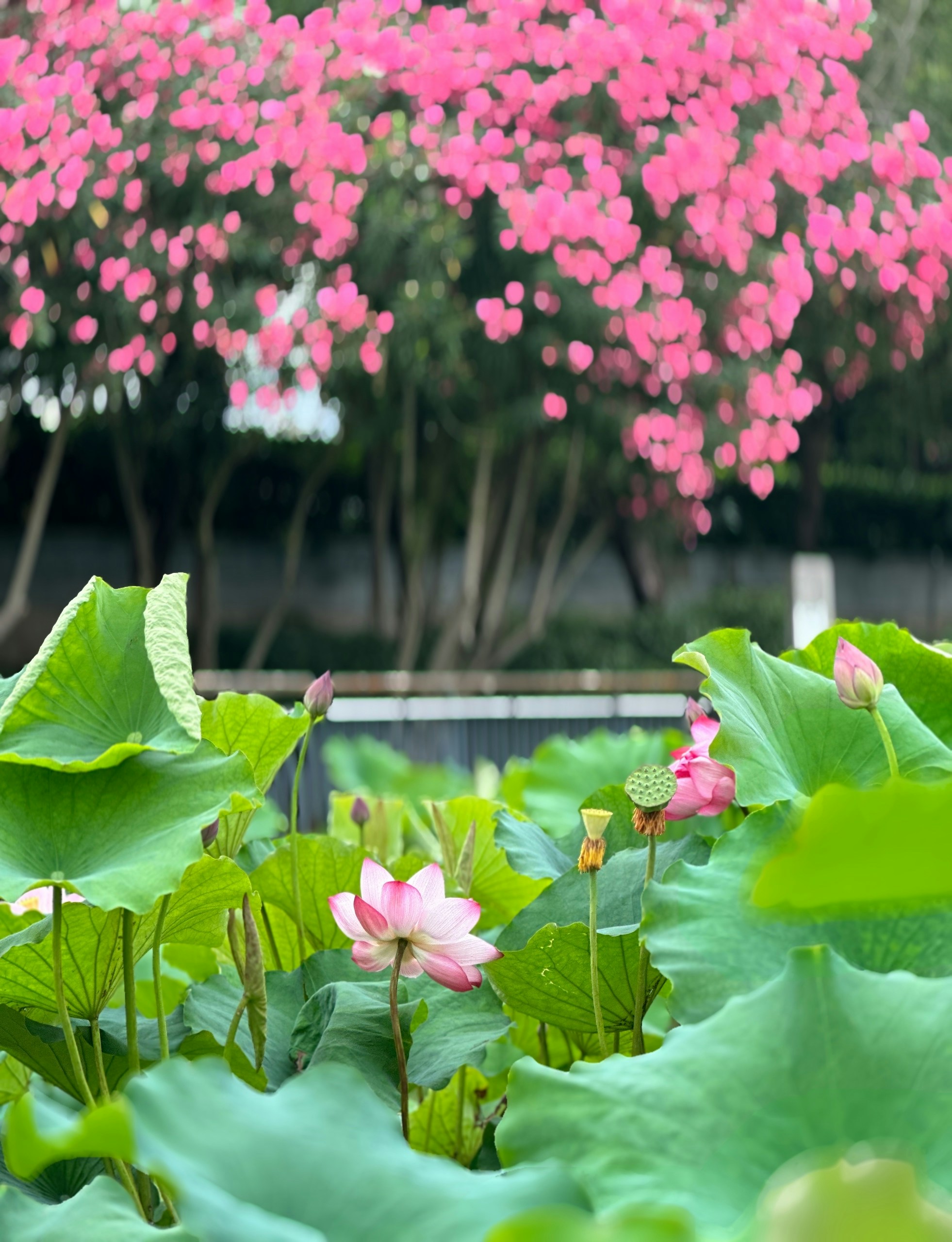 pink flowers are blooming in a garden