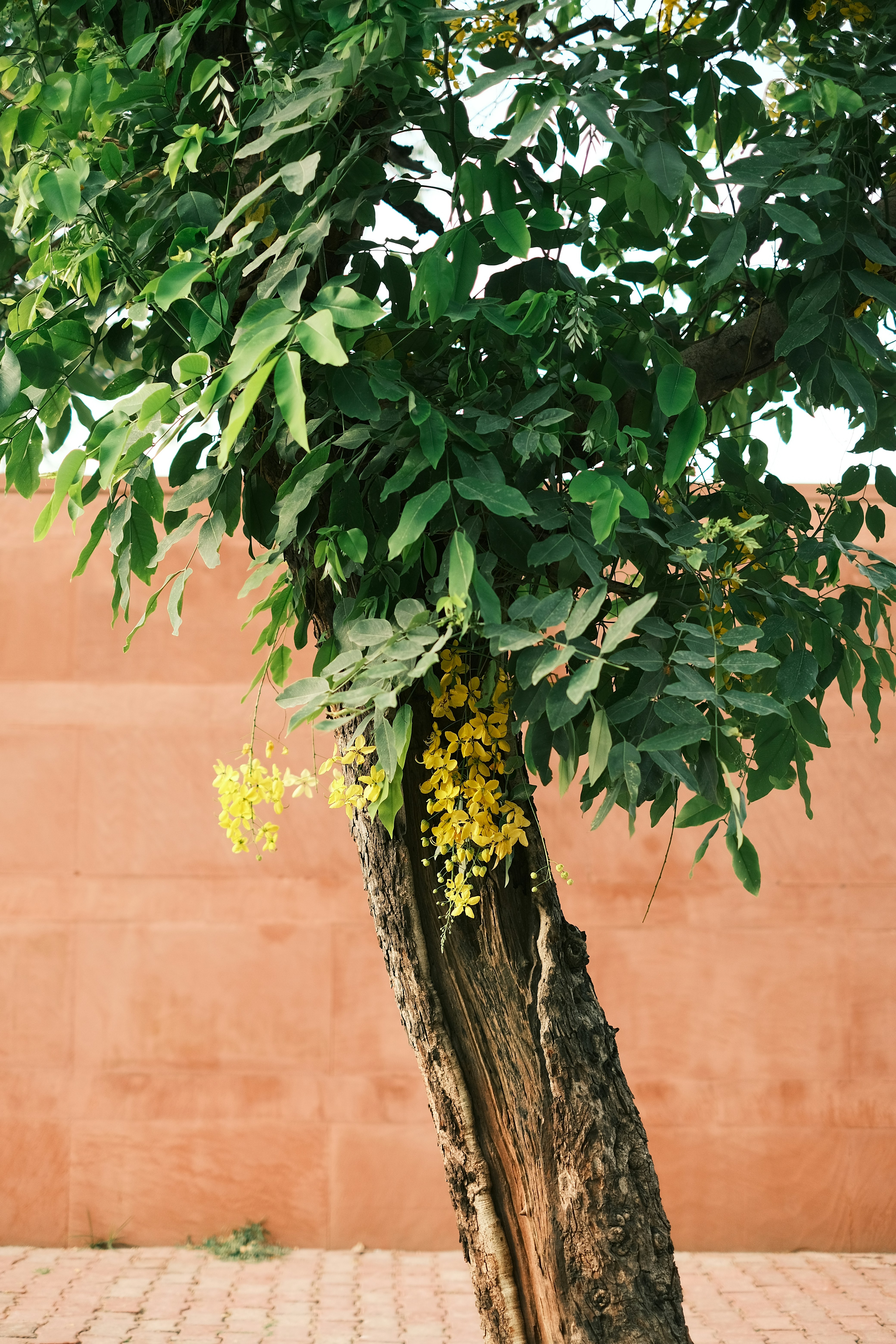 tropical nursery wallpaper, wallpaper, Affordable Tropical Chandelier for Nursery 2