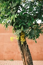 a tree with a bunch of yellow flowers growing on it