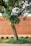 A mature tree with a weathered bark stands on a grassy patch. Its branches are full of lush green leaves and some small yellow flowers. The background features a terracotta-colored wall and a tiled sidewalk. The foreground includes a curb painted in alternating black and yellow segments.