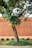 A mature tree with a weathered bark stands on a grassy patch. Its branches are full of lush green leaves and some small yellow flowers. The background features a terracotta-colored wall and a tiled sidewalk. The foreground includes a curb painted in alternating black and yellow segments.