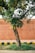 A mature tree with a weathered bark stands on a grassy patch. Its branches are full of lush green leaves and some small yellow flowers. The background features a terracotta-colored wall and a tiled sidewalk. The foreground includes a curb painted in alternating black and yellow segments.