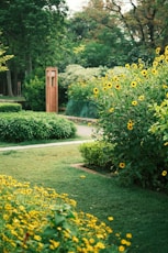 a lush green field filled with lots of yellow flowers