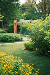 a lush green field filled with lots of yellow flowers