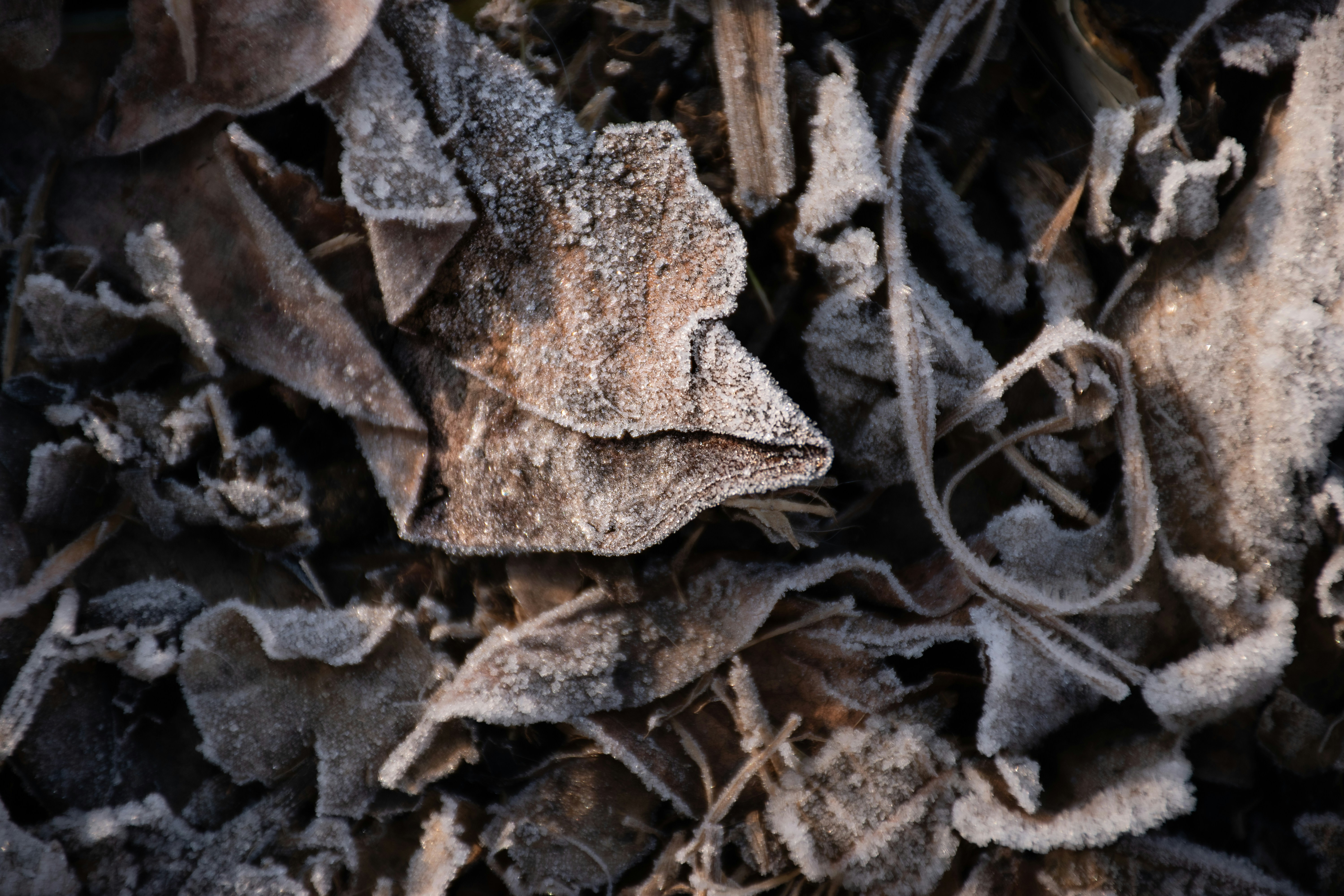 Photo by adam_skrinnikoff