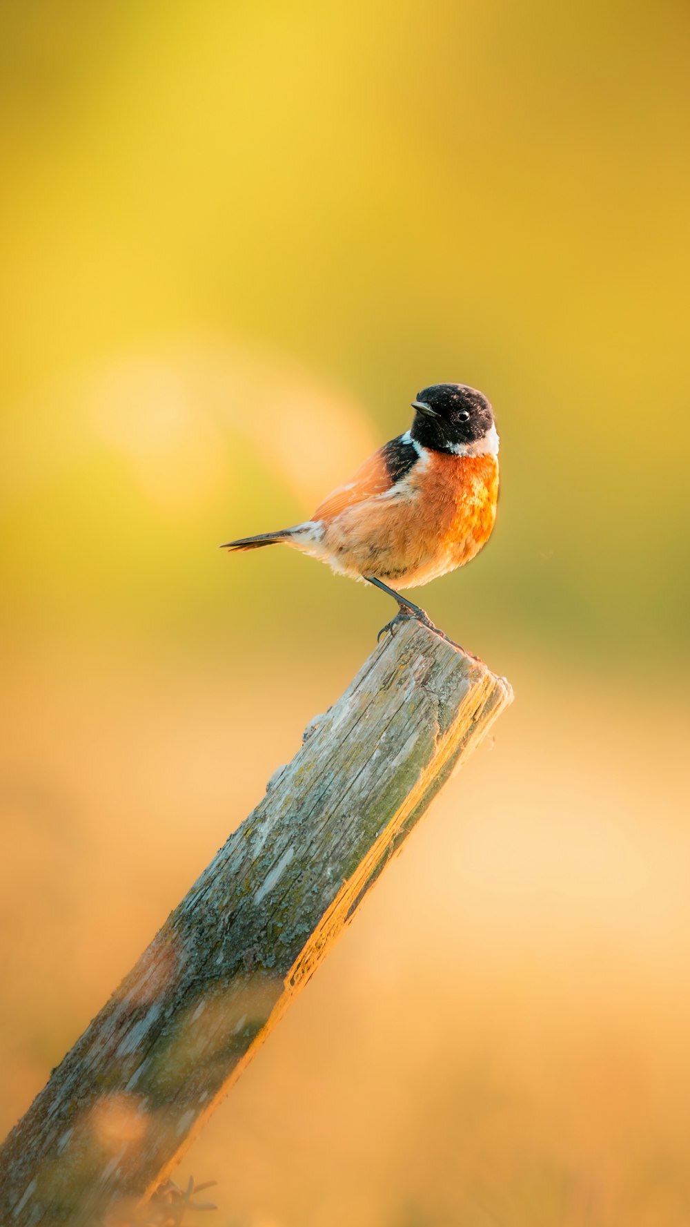 a small bird sitting on top of a wooden post