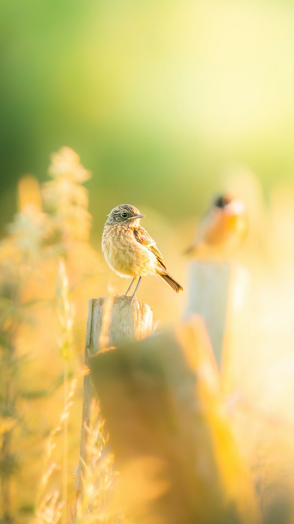 a couple of birds sitting on top of a wooden fence