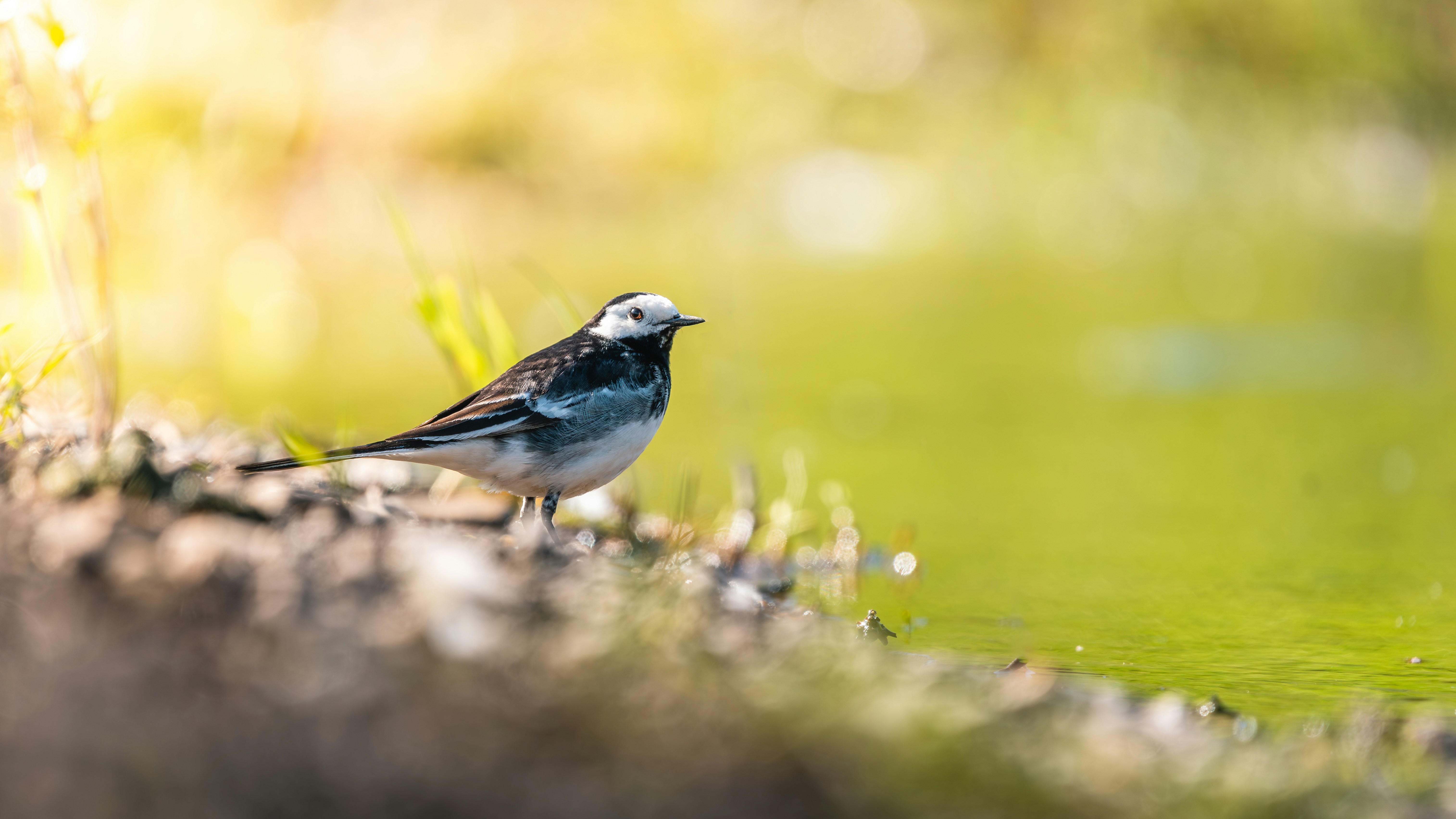 Photo by buntingwildphotography