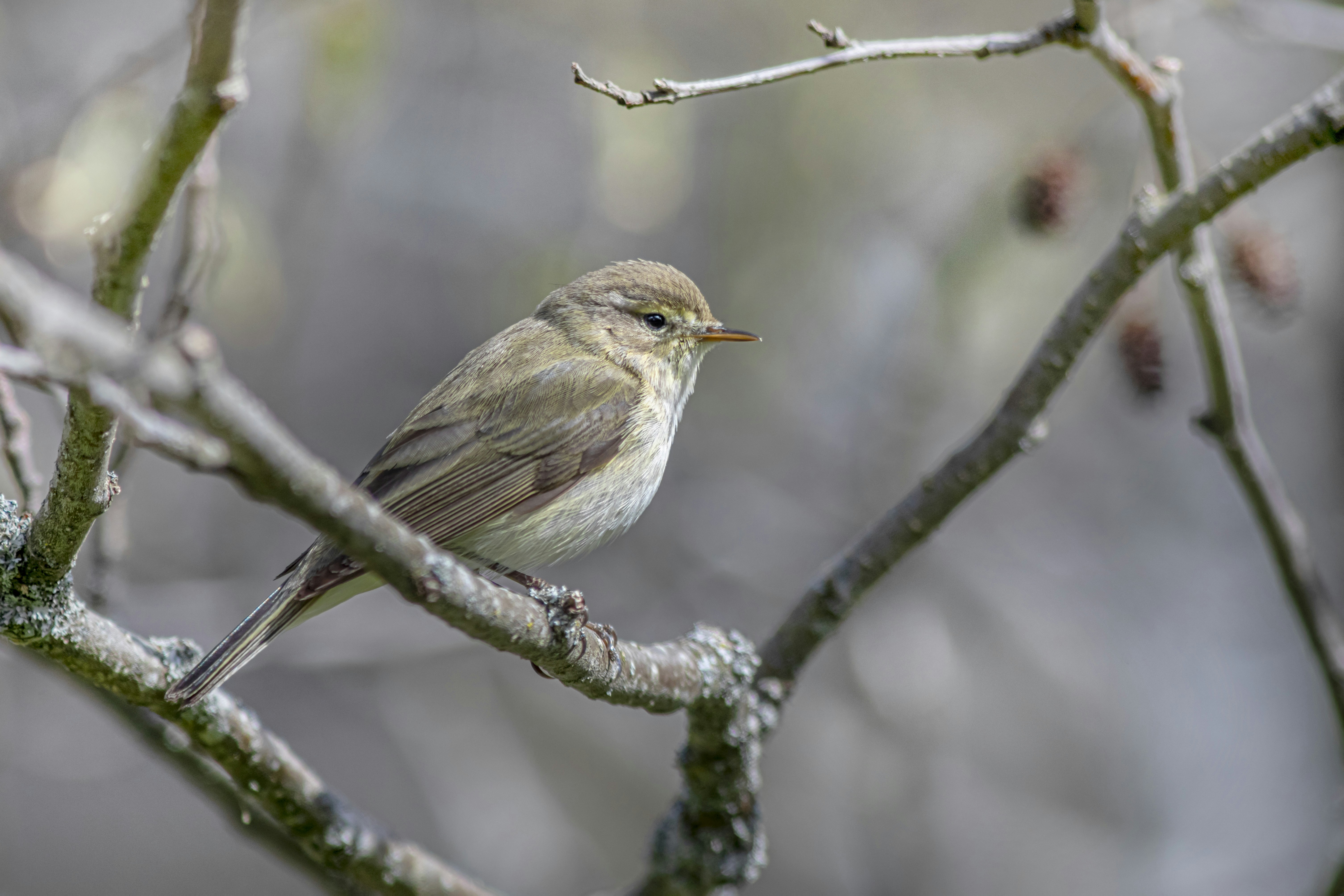 Photo by erik_karits