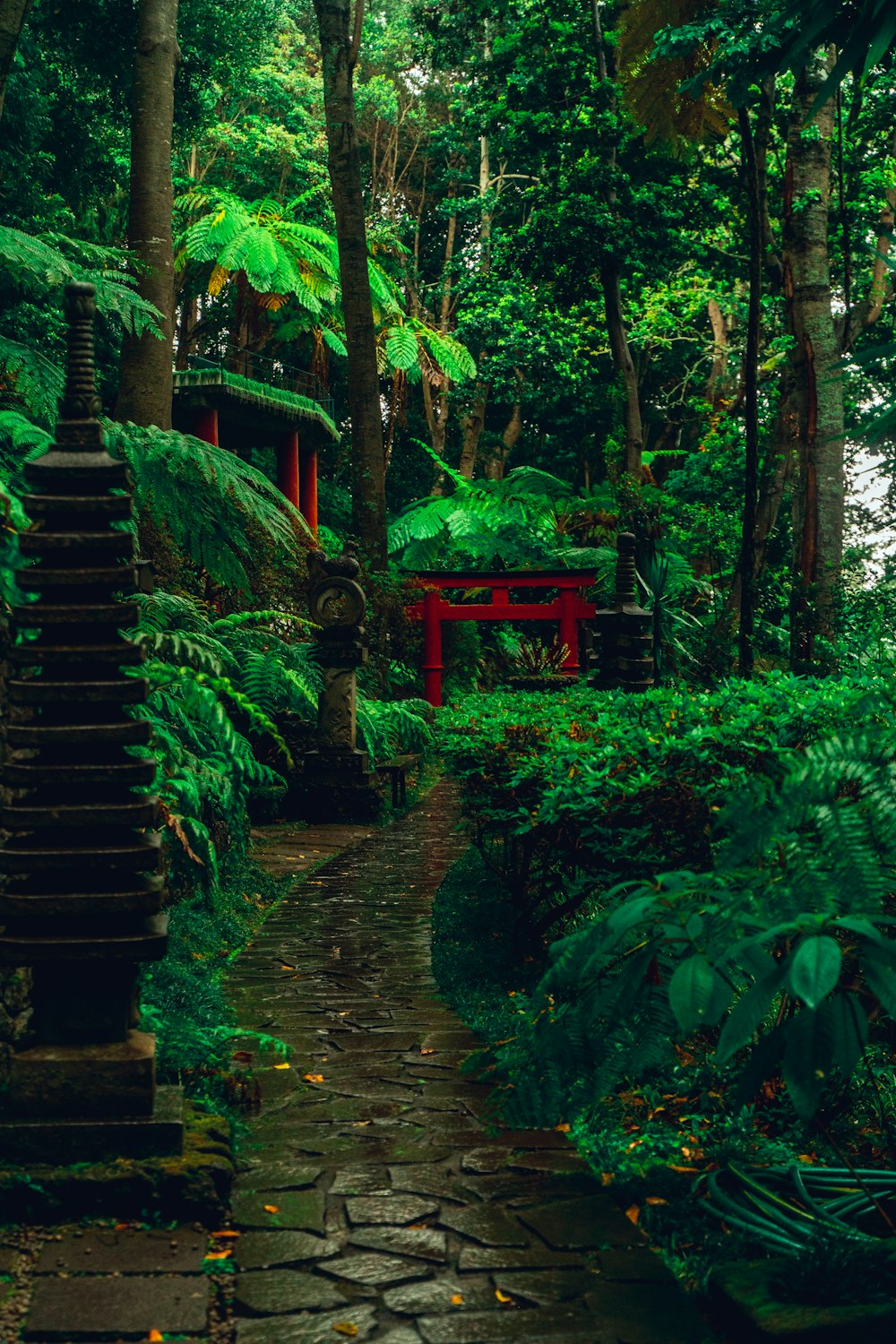 Un sentiero attraverso una lussureggiante foresta verde piena di alberi
