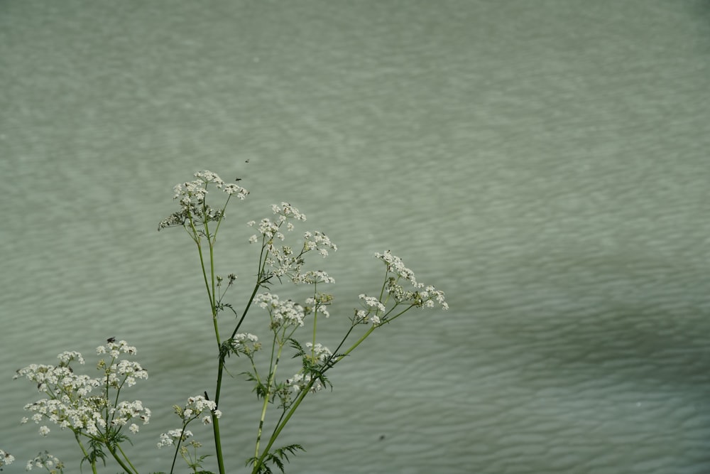 a bunch of white flowers sitting in front of a body of water