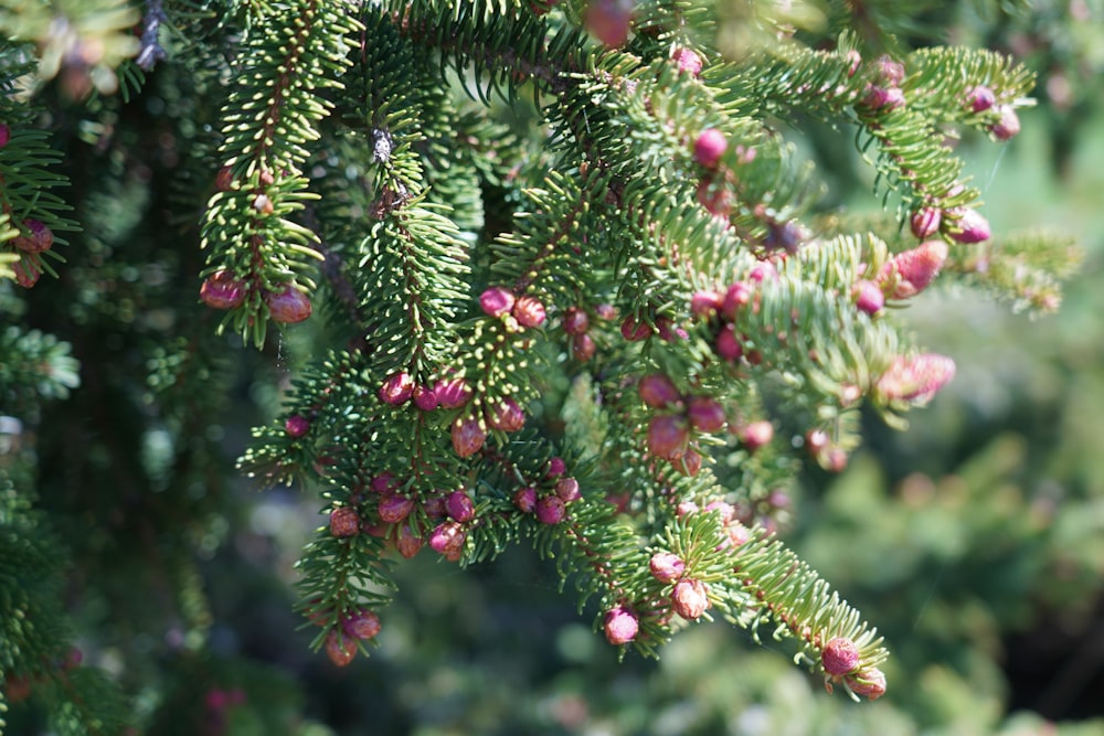 a close up of a pine tree with small pink flowers