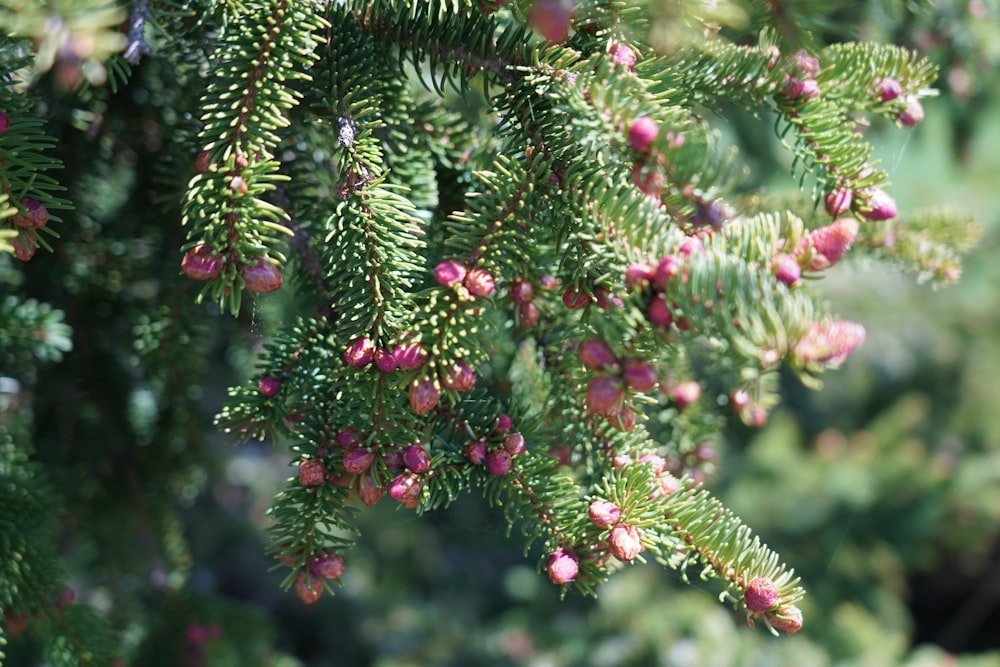 Un primo piano di un albero di pino con piccoli fiori rosa