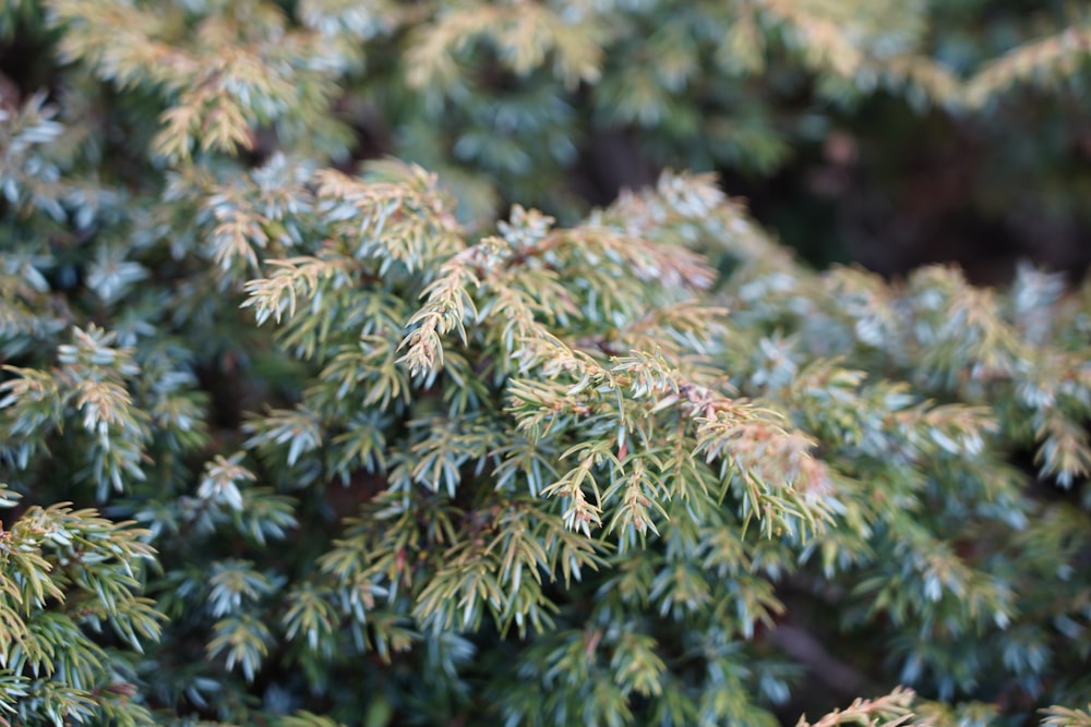 a close up of a tree with green leaves