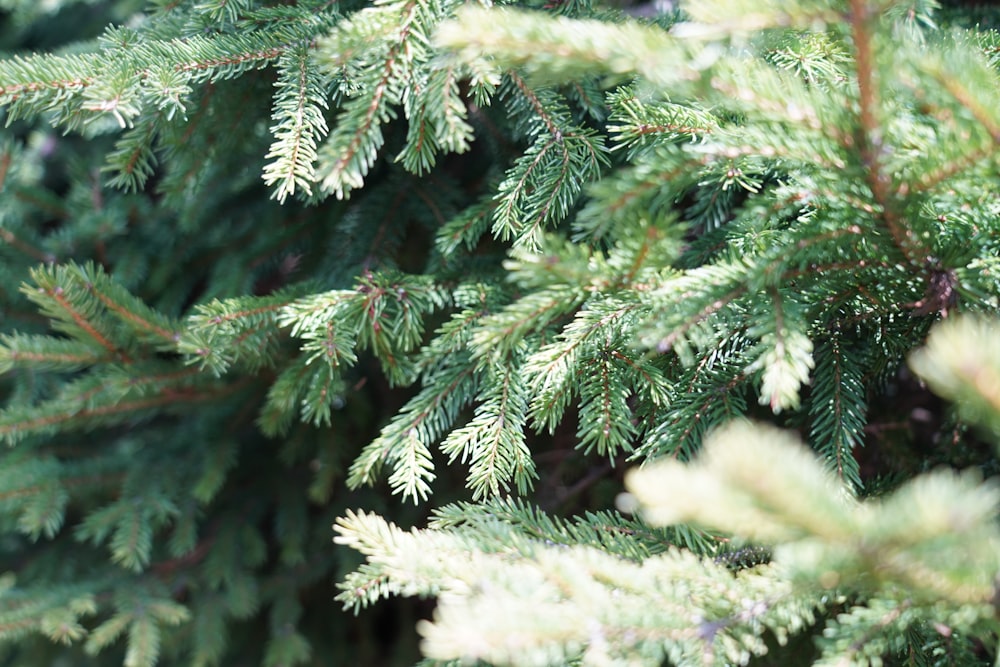 a close up of a pine tree with green needles