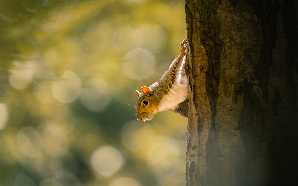 Un écureuil sort d’un trou dans un arbre