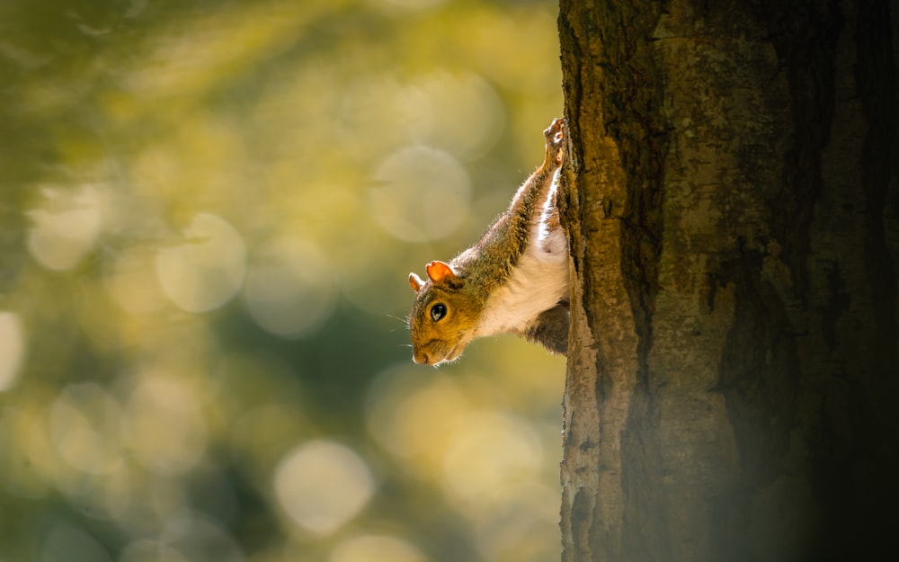 a squirrel is peeking out of a hole in a tree