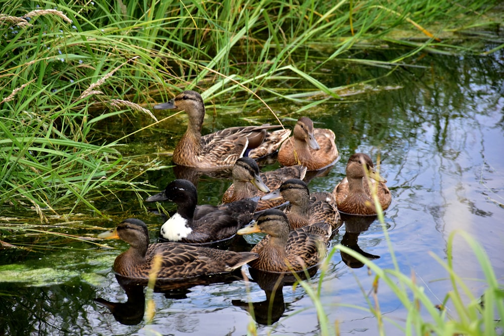 a flock of ducks floating on top of a pond