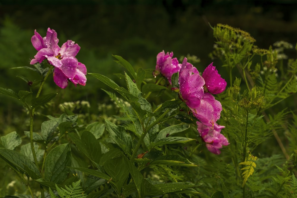 a bunch of flowers that are in the grass